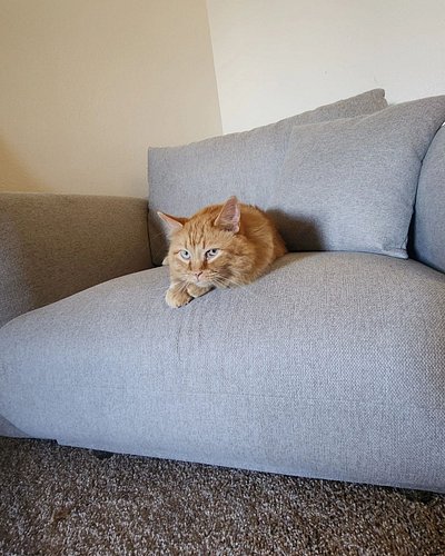Got a new chair for reading but chow has other plans for it.... 

.
.
.
.
.
.
#cat #reading #sleeping #happy #roughlife #game...