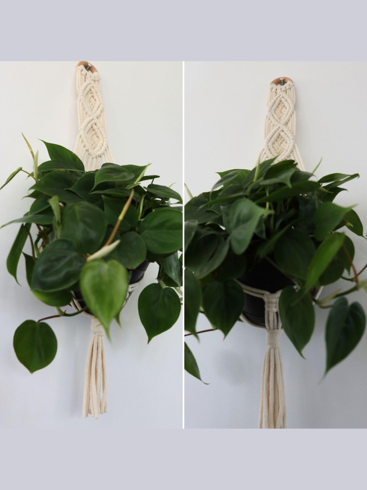 Woven Diamonds Macrame Wall Plant Hanger (Digital PDF Pattern) product image (3)