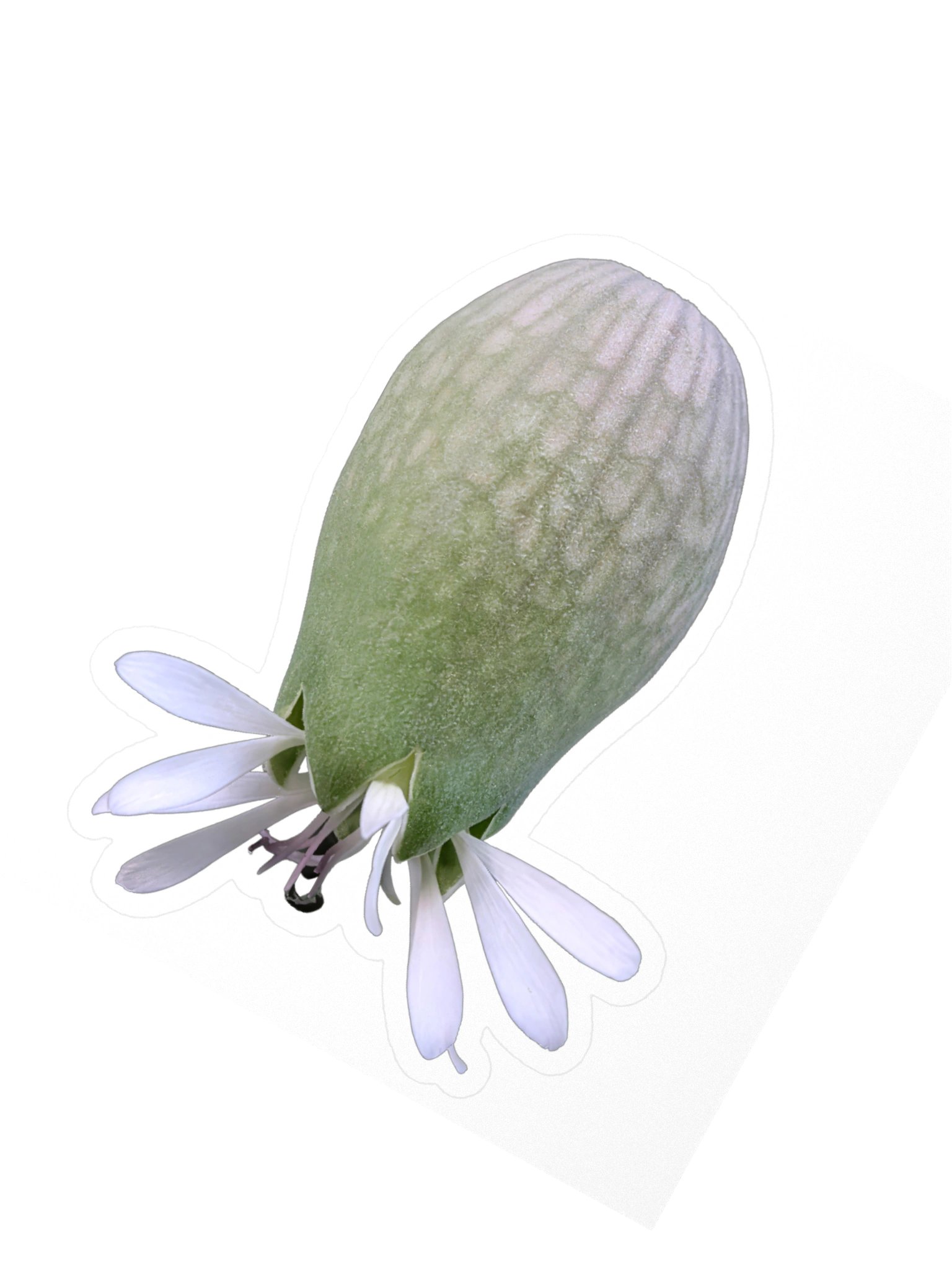 White Wildflower Sticker – Real Macro Photography product image (6)