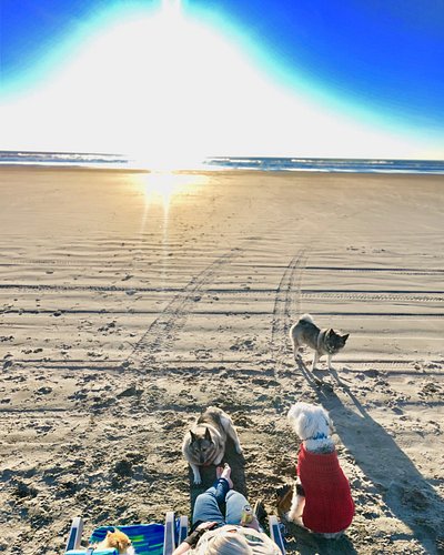 Definitely one of my favorite photos of @candaceafter40 with our kiddos Gavin, Tove, Sigrun and Dexter in Long Beach Washingt...