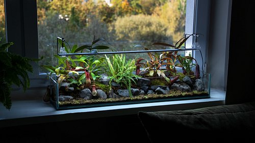 Since I had a spare tank lying around after making the big new shallow river, I decided to give my Nepenthes a nice, big new ...