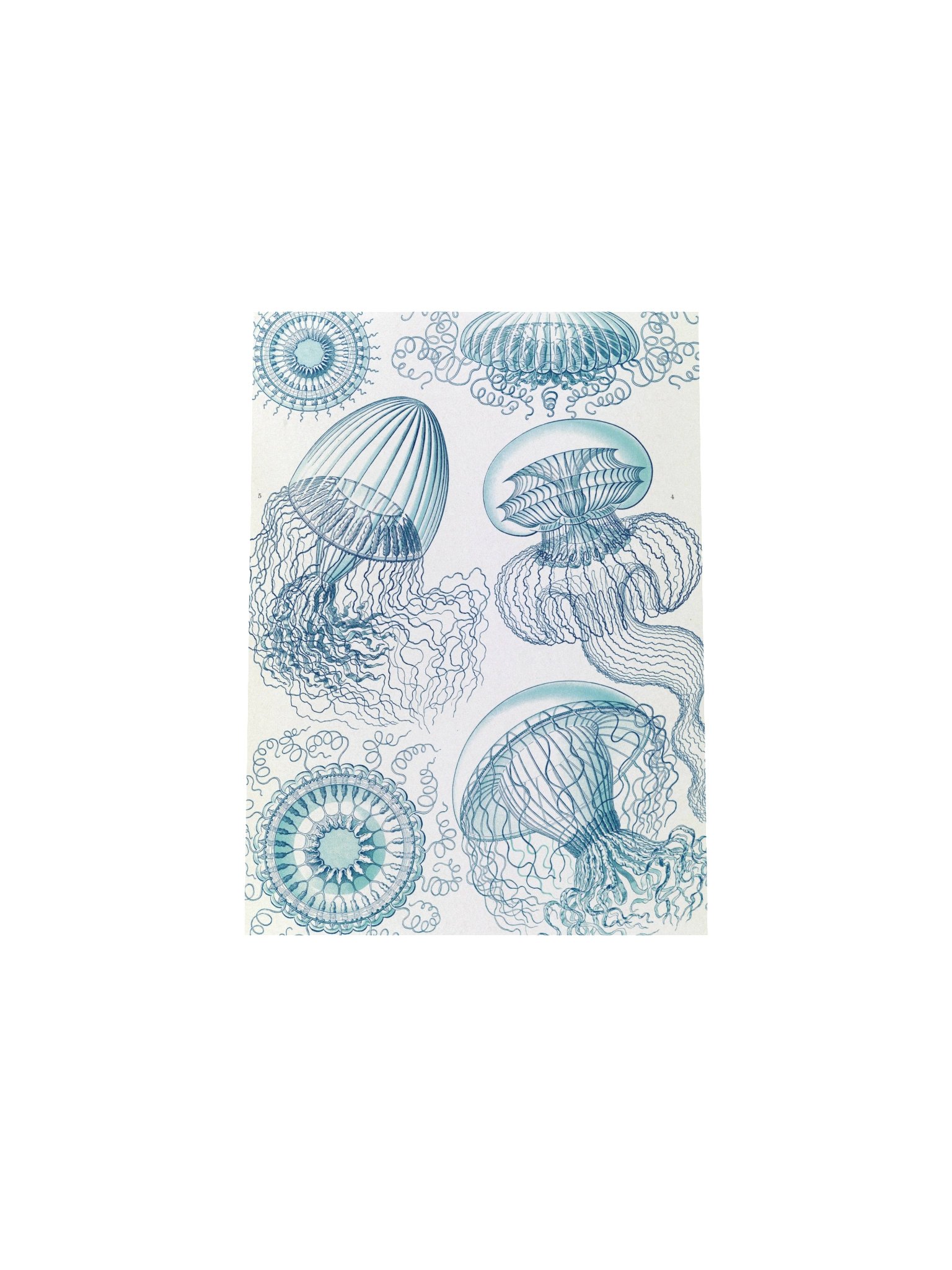 Leptomedusae Jellyfish Antique Marine Art Print product image (10)