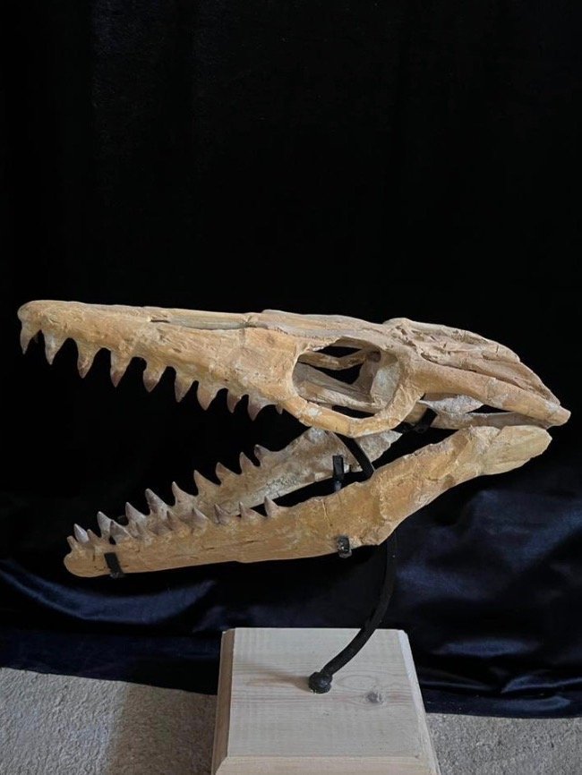 Rare Dinosaur Fossil product image (3)