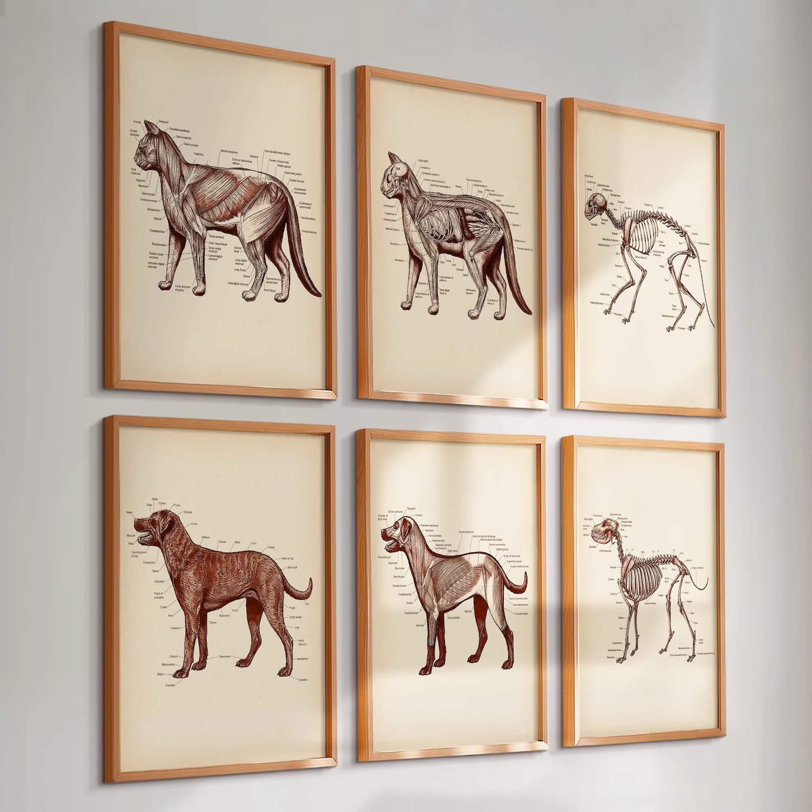 Set of 6 Vintage Cat and Dog Anatomy Art product image (2)