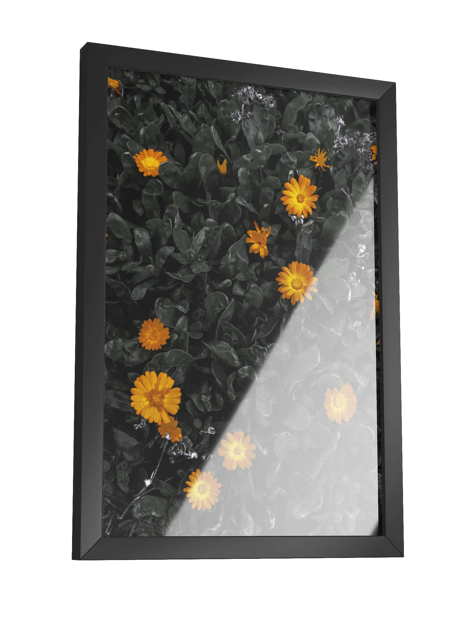 Daisy Delight product image (3)