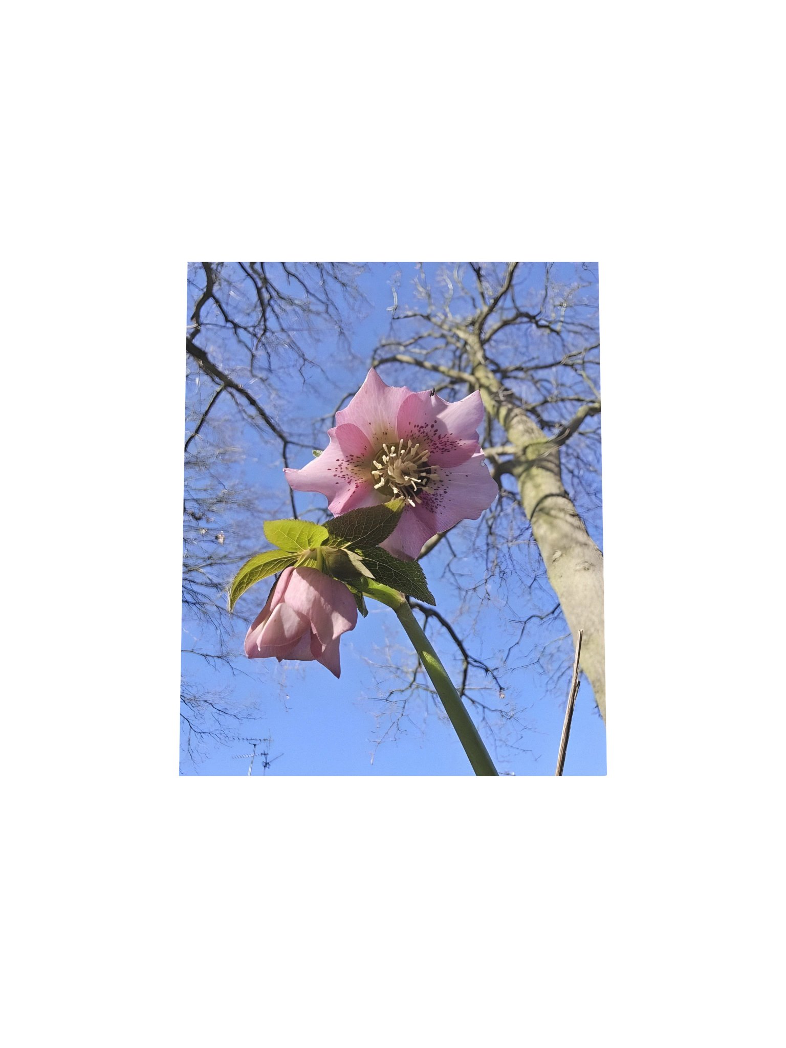 Hellebore from Below product image (4)