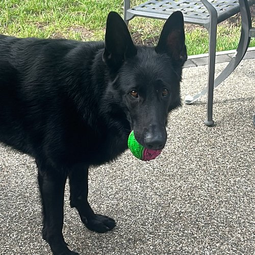 Pls play ball. Pls