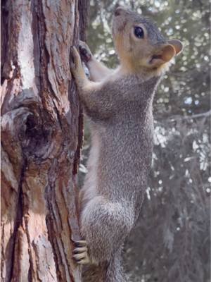 Nothing to see! Just a squirrel in a tree and me being me…you see! …bars! 