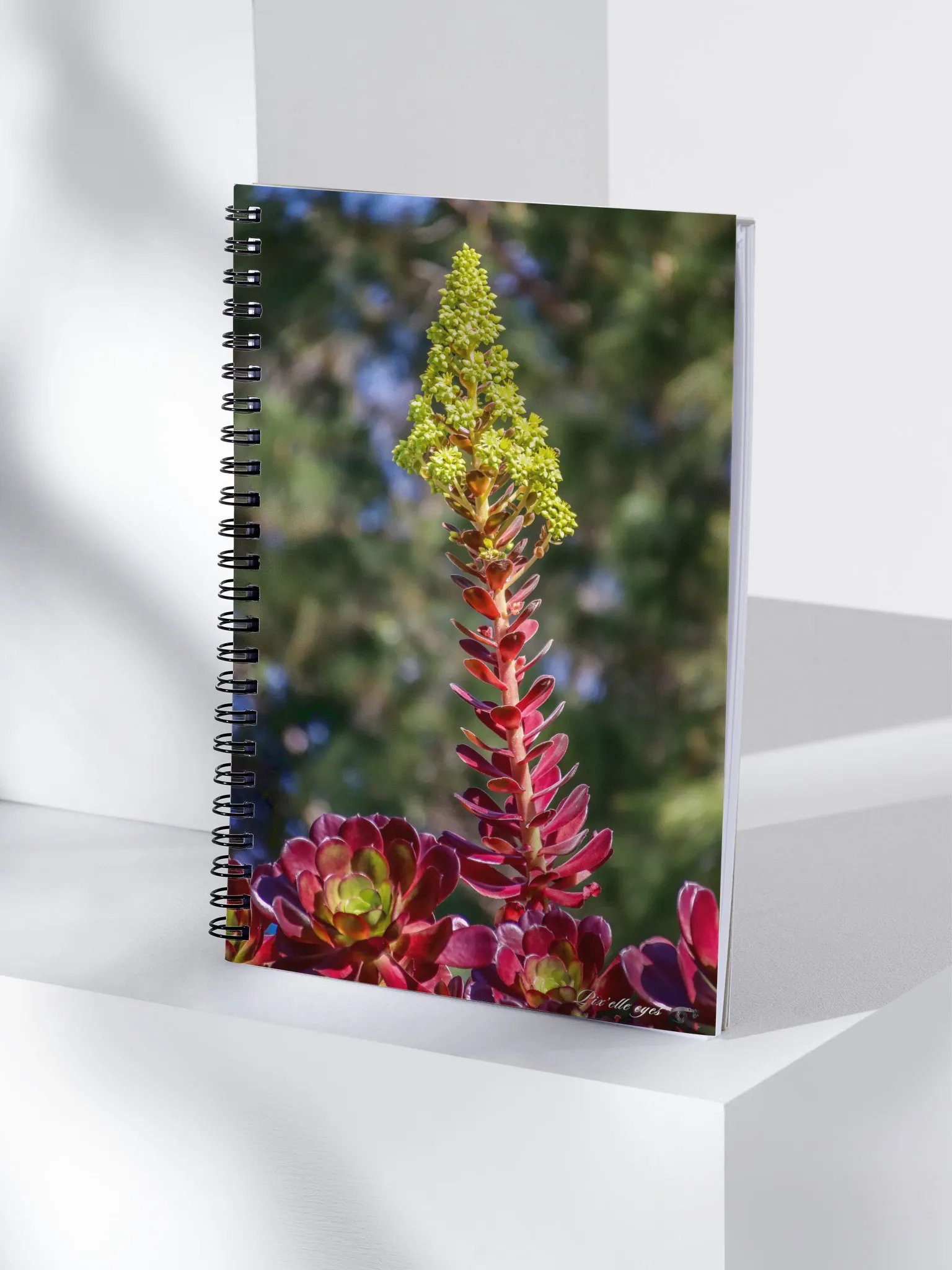 📘 Notebook Collection PURE – Jardin du Rayol – Aeonium en floraison product image (4)