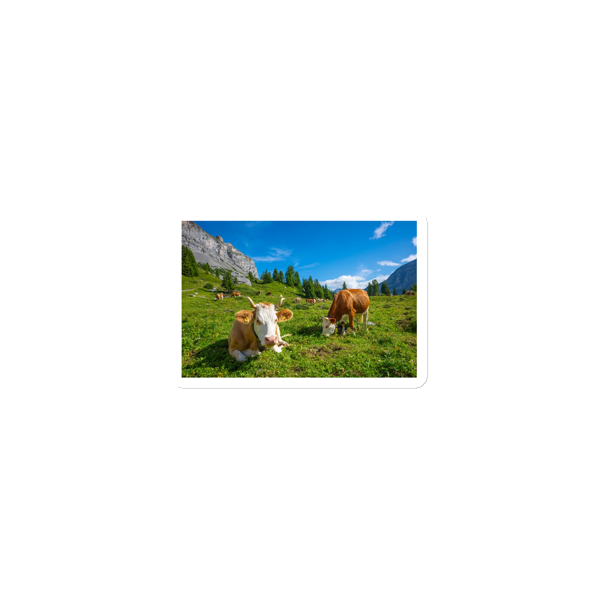 Cow Magnet product image (1)