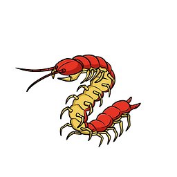 Scolopendra