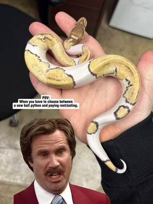 Rent/Eating is the right choice by the way. Remember, you need to take care of yourself so you can continue caring for the pet(s) you love so much! We joke about this type of thing quite a bit, but being reaponsible and not taking in more animals than you can care for is always the smart move. #animals #pets #snake #ballpython #cute 