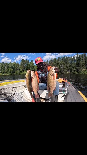 Smallmouth bass fishing mattagami edition.
The fall feeding frenzy slowly starting, as the water cools the bass patterns beco...
