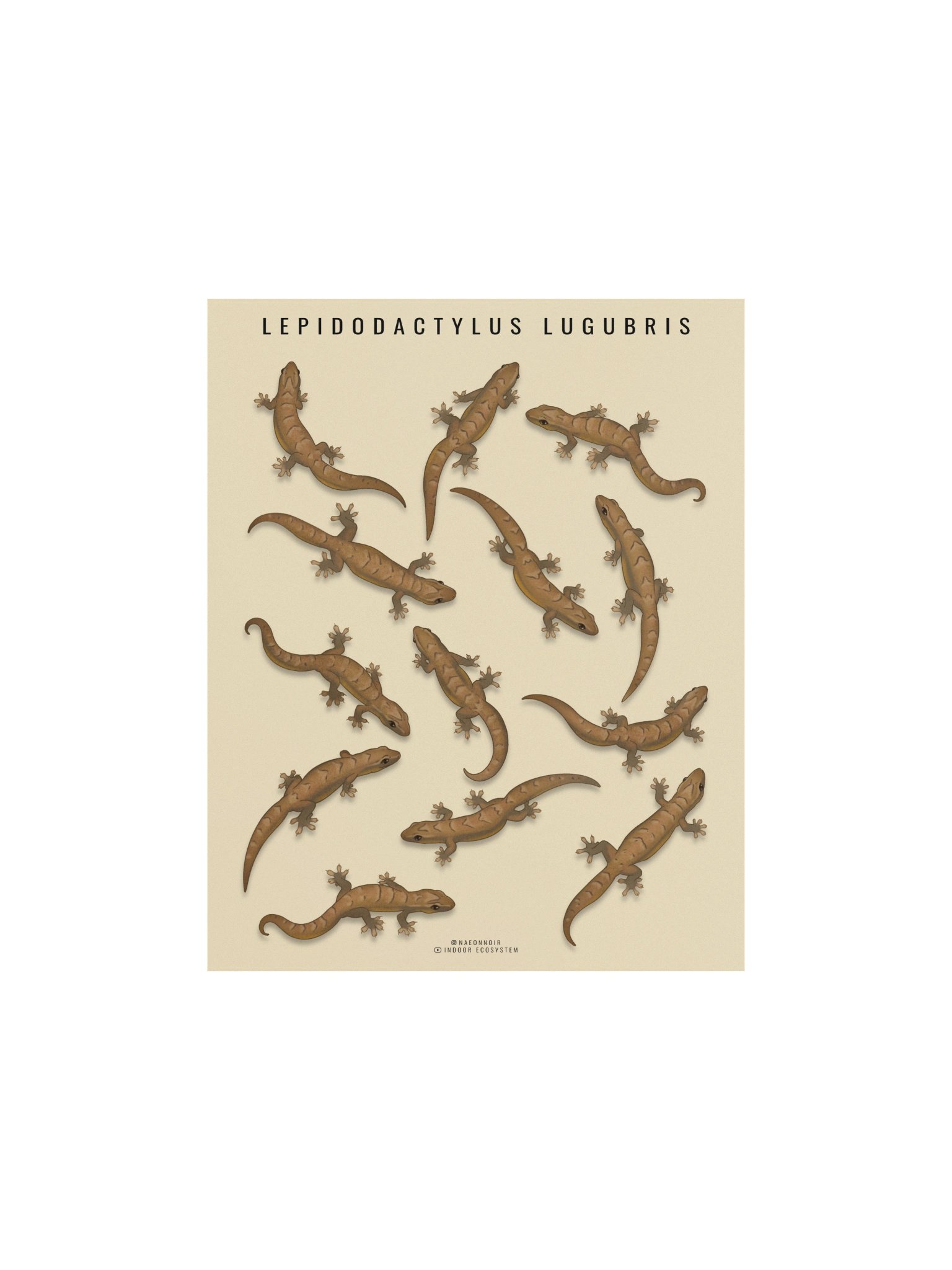 LEPIDODACTYLUS LUGUBRIS (MOURNING GECKO) POSTER (CREAM) product image (1)