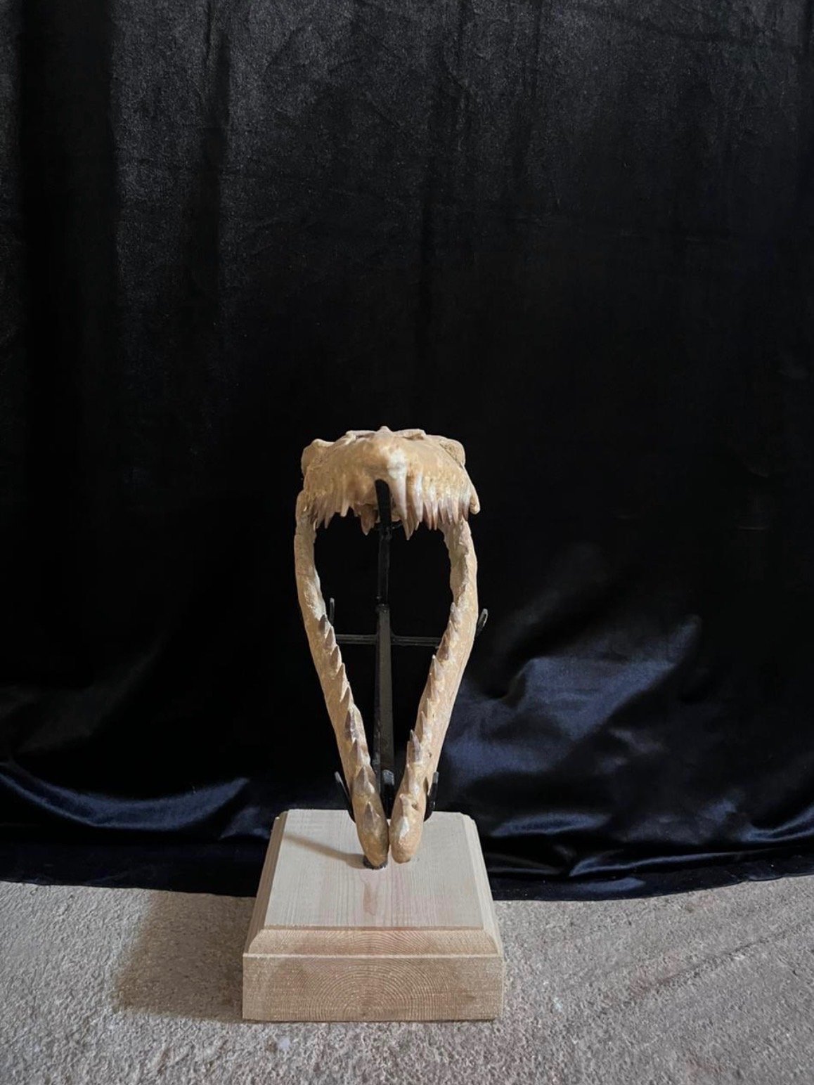 Rare Dinosaur Fossil product image (6)