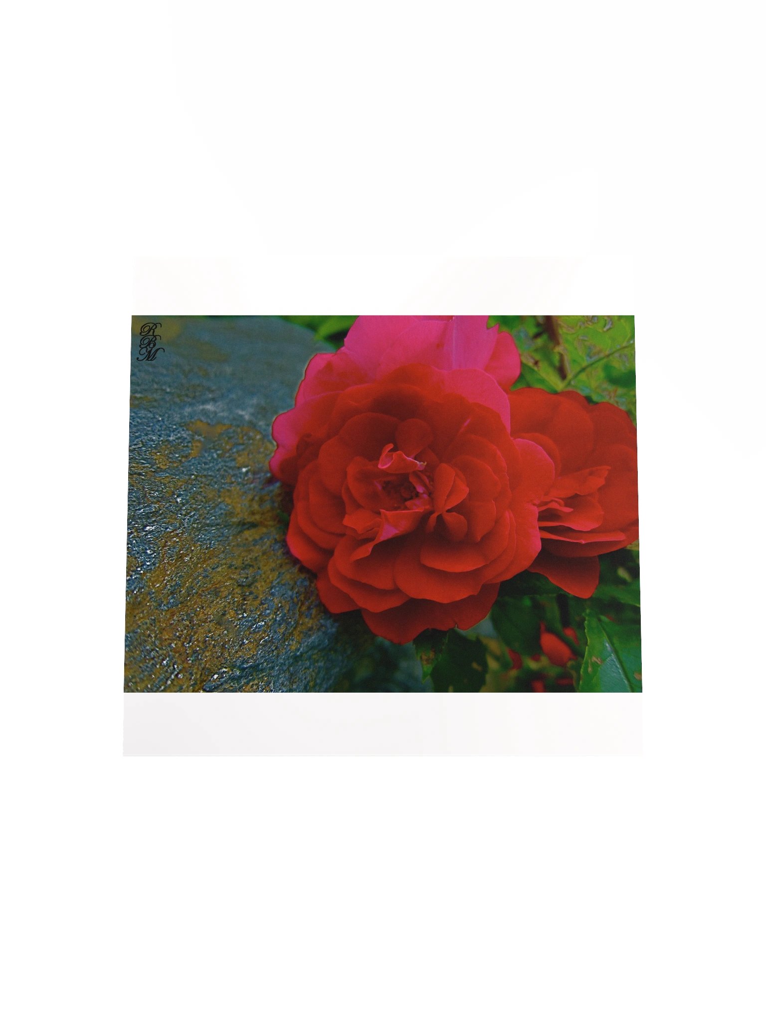 Red Flower product image (24)