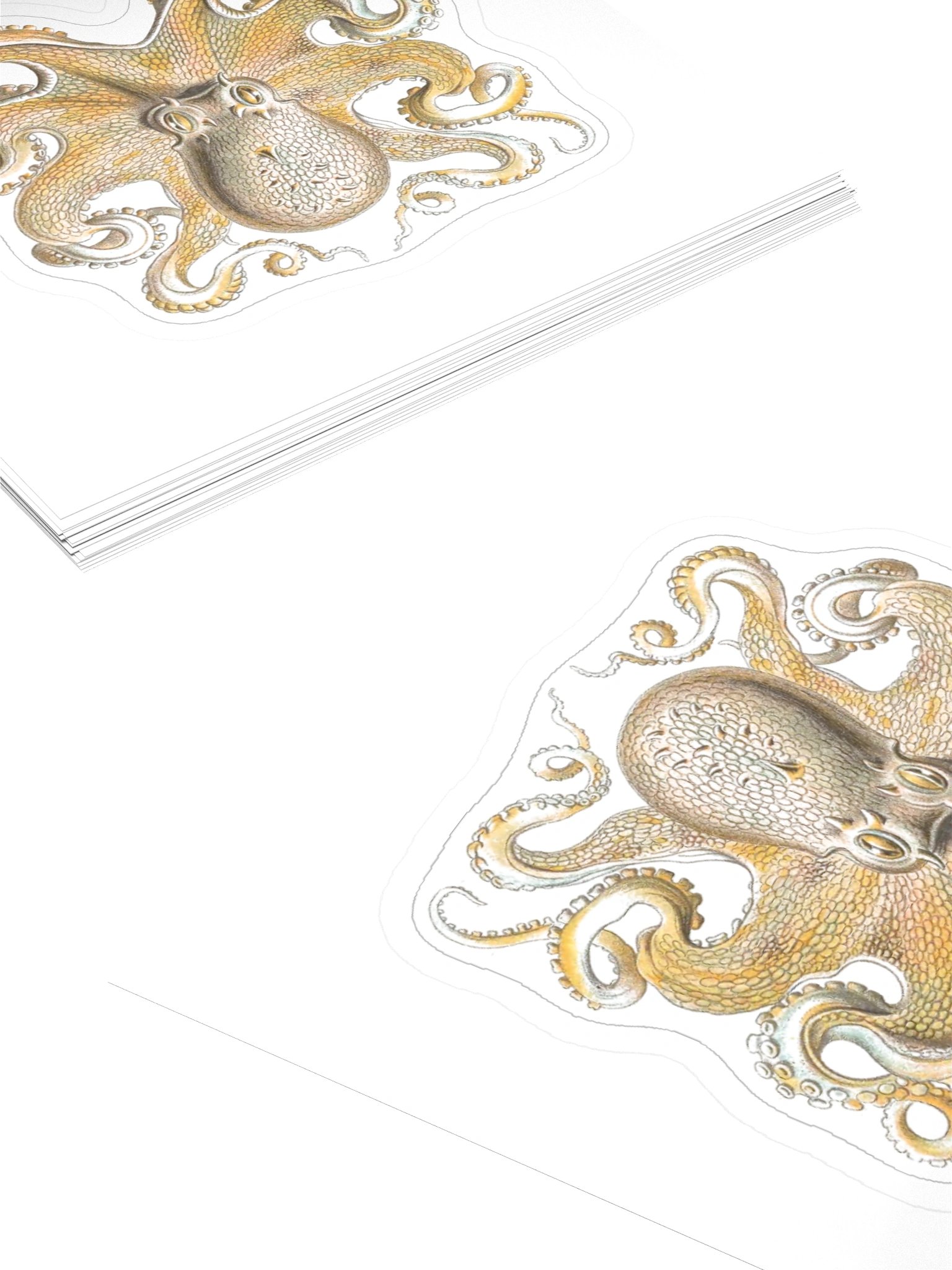 Octopus – Haeckel Sticker product image (4)