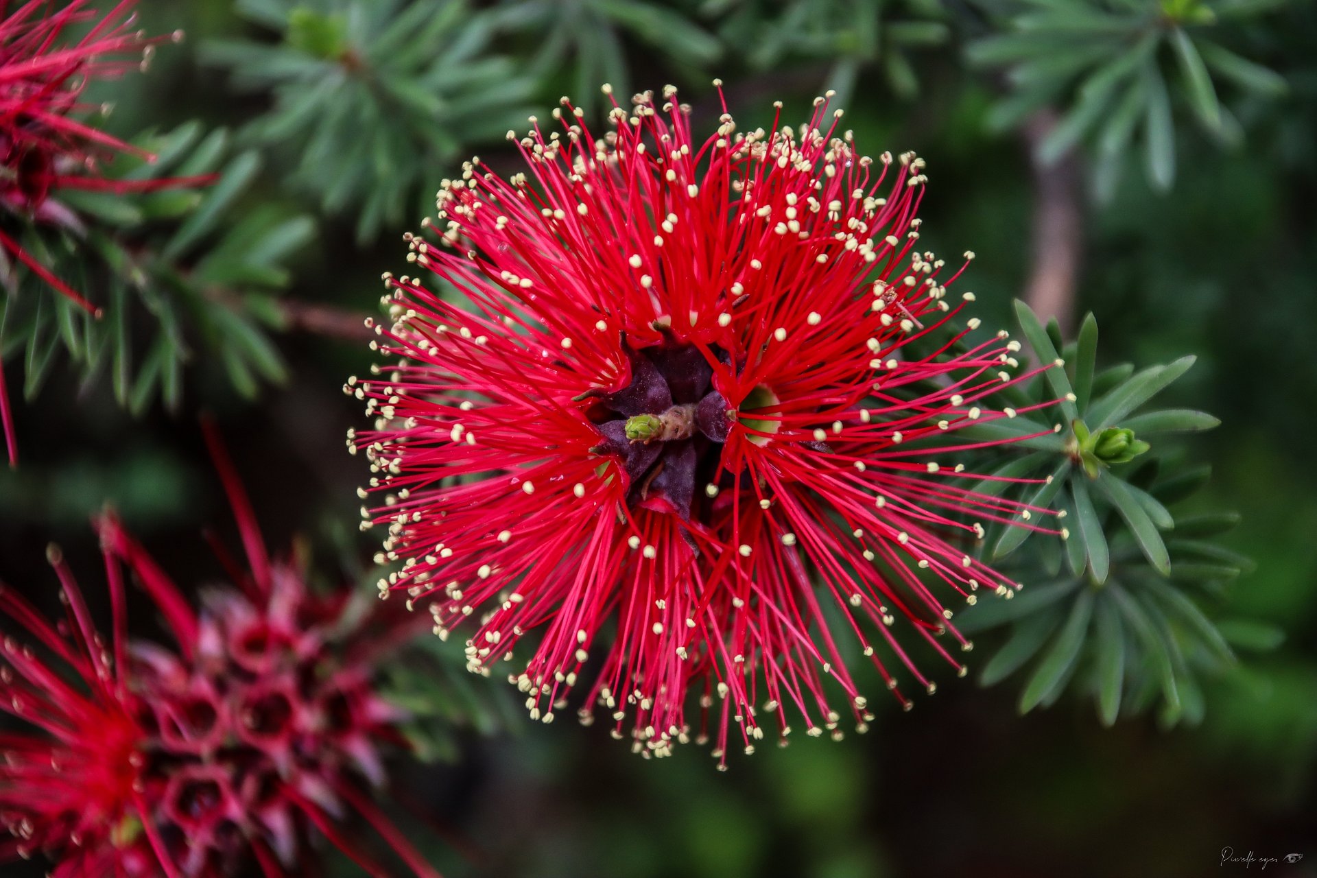 Fine Art🌿 Scarlet Explosion | Jardin du Rayol Collection 🔥🌺 product image (1)