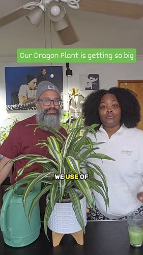 Look how far our Dragon Plant Lemon Lime has come. Good plant parents and a good plant food routine can completely change gro...