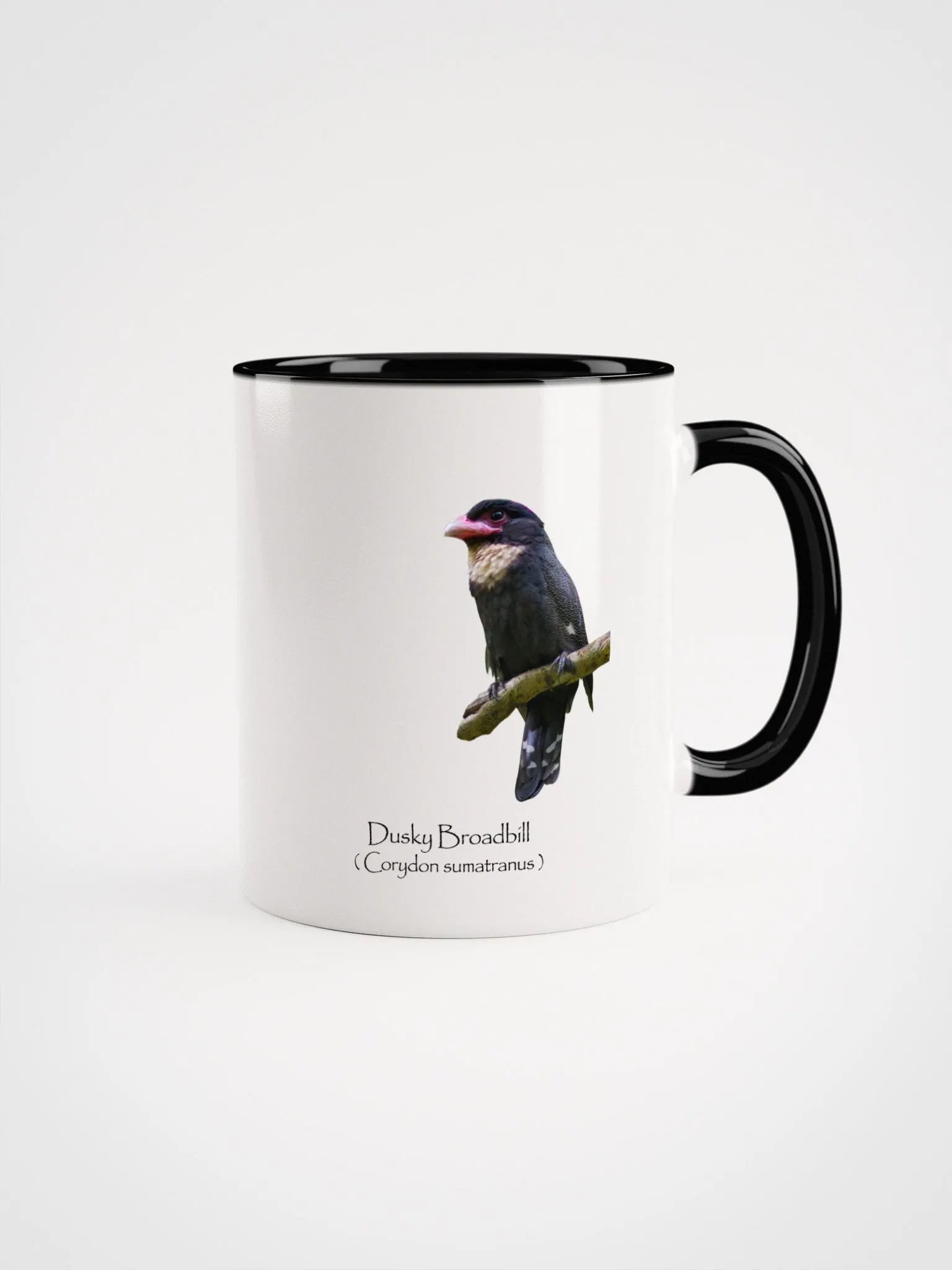Dusky Broadbill product image (6)
