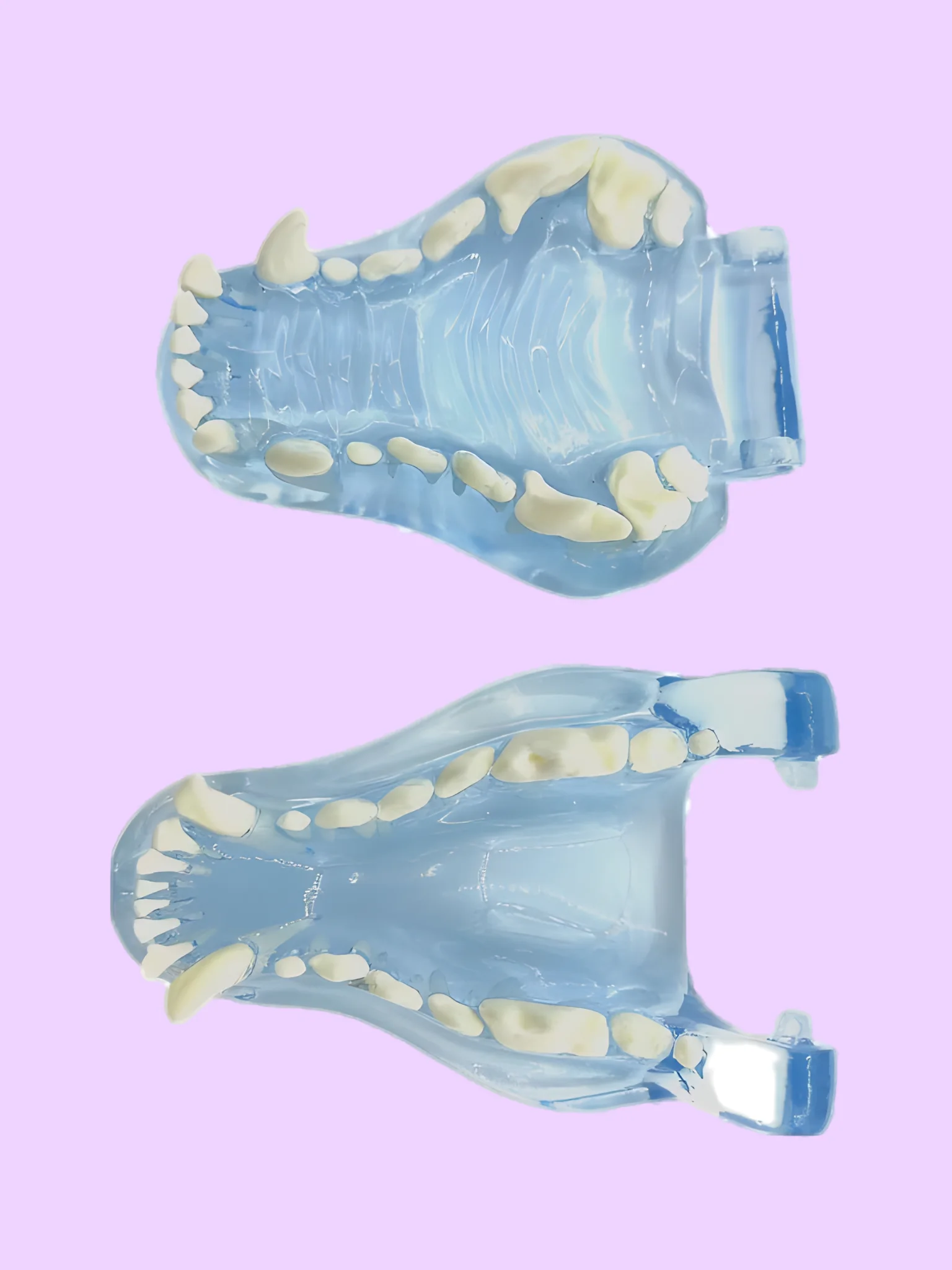 Transparent Dental Models for Dogs and Cats product image (4)