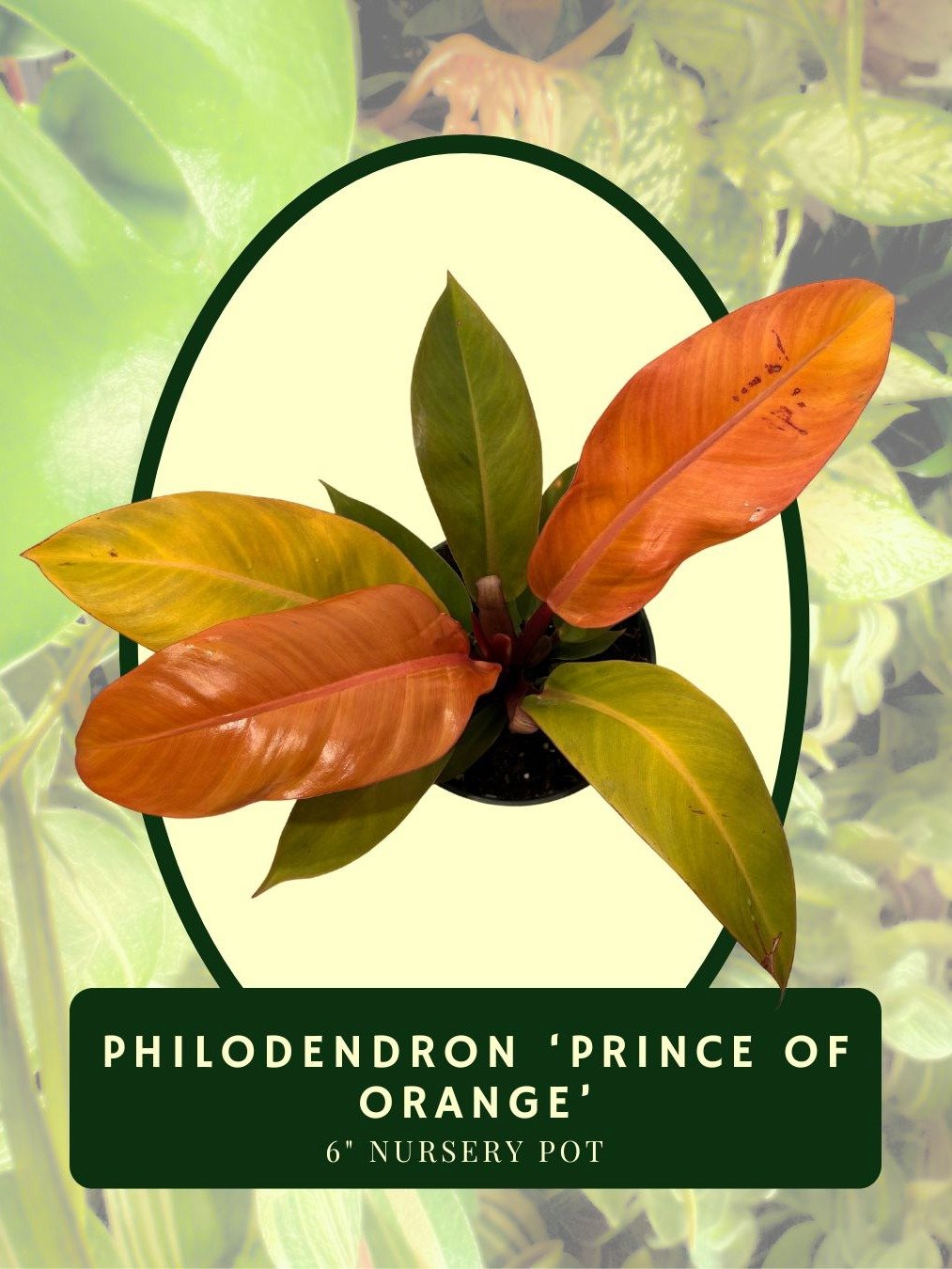 Philodendron 'Prince of Orange' product image (2)