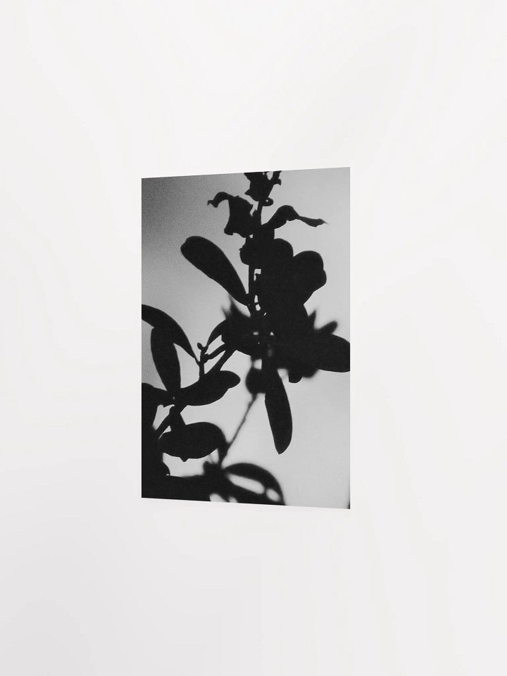 Black & White Plant Glow product image (24)