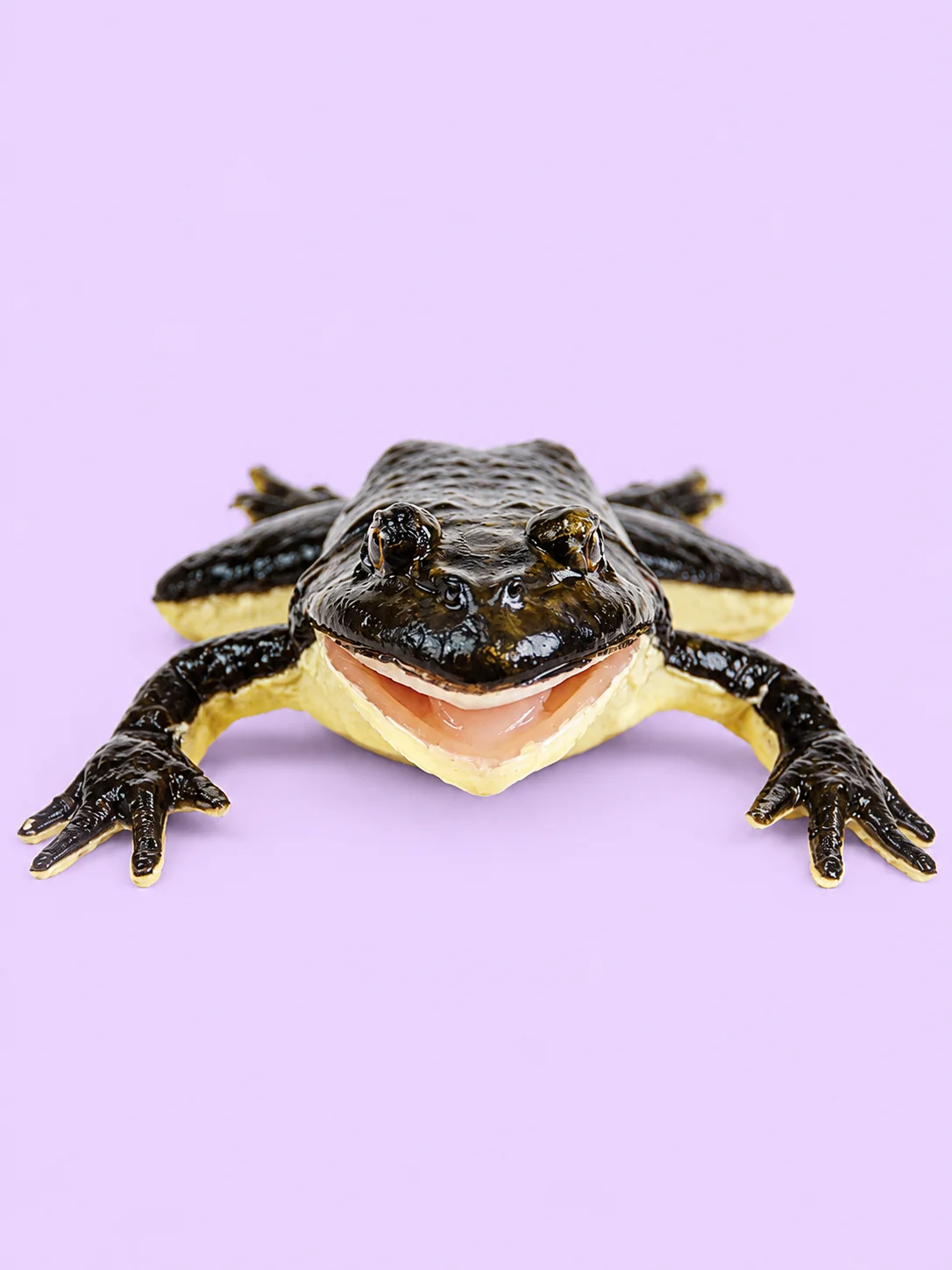 Anatomically Acurate Dissection Models (Piglet and Frog) product image (4)