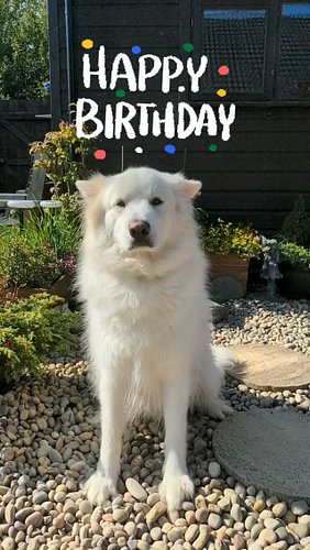 Happy 4th Birthday to #AlaskanShepherd Nix! ❤️🐺🎂