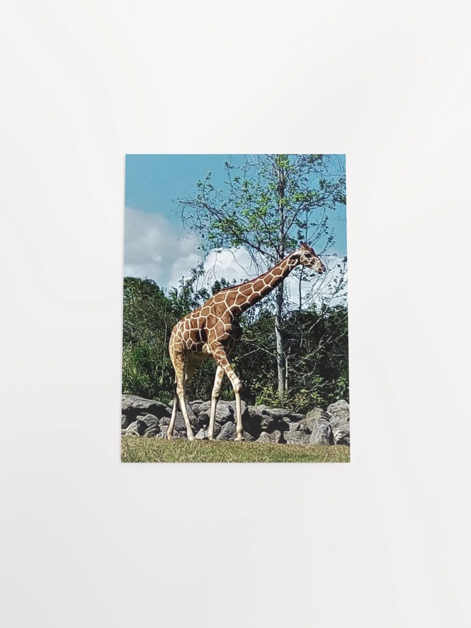 Giraffe product image (39)