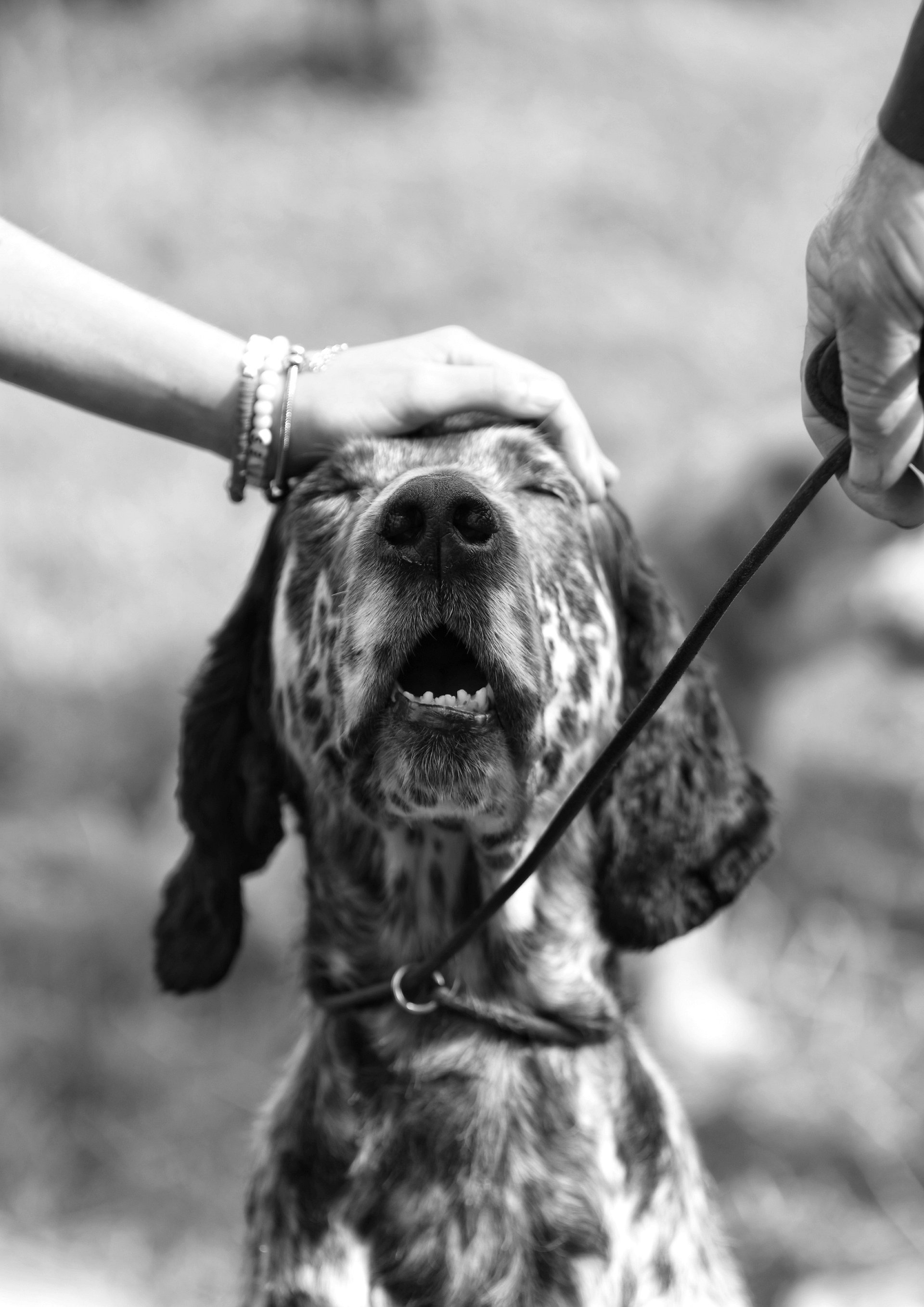 Good Boy B&W product image (1)