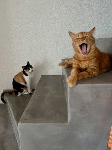 Catty and Gatipo have very distinct personalities and they give us joy in their own special way.