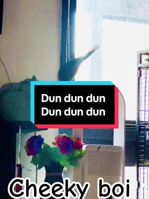 Look at those legs work! #rainbowlorikeet #parot #talkingbird #birdsoftiktok #colourful #peekaboo #playful #fyp #bestfriend 