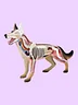 Dog Anatomy Model with Removable Organs (28 Parts)