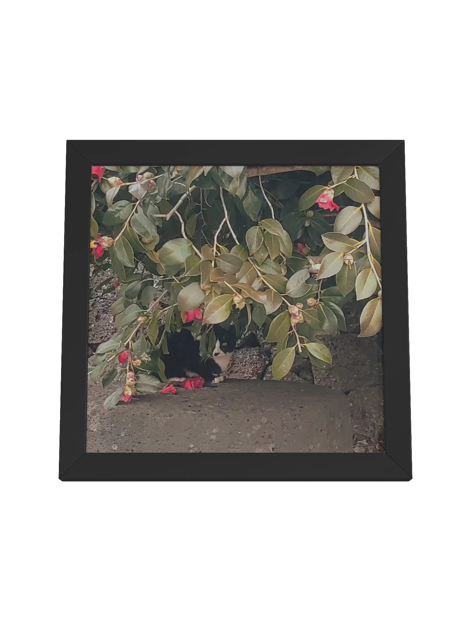 Camellia product image (4)