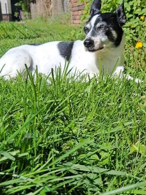 Lucy is writing a book about her human lives that she remembers. Stay tuned to Franki Was Here DOT com for the ebook 😎🤟 #dogmom #vibes #jackrussell #corgi #dog 