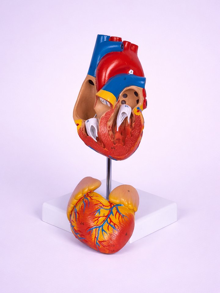 Life-Size Anatomical Heart Model product image (1)