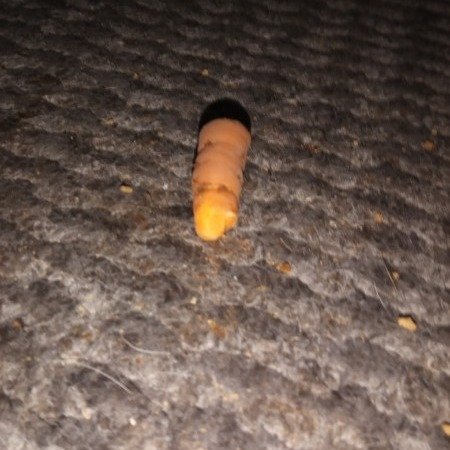 My first ever home grown baby carrot!! #garden #carrot #gardeninglife