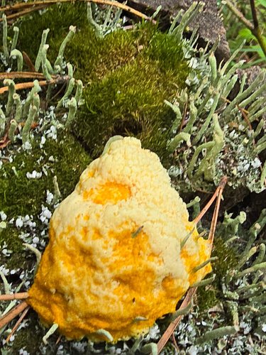 Mysterious cheese growing in the woods. 3/10 flavor, might be better on a cracker. 

PSA: Do not eat woodland snacks unless y...