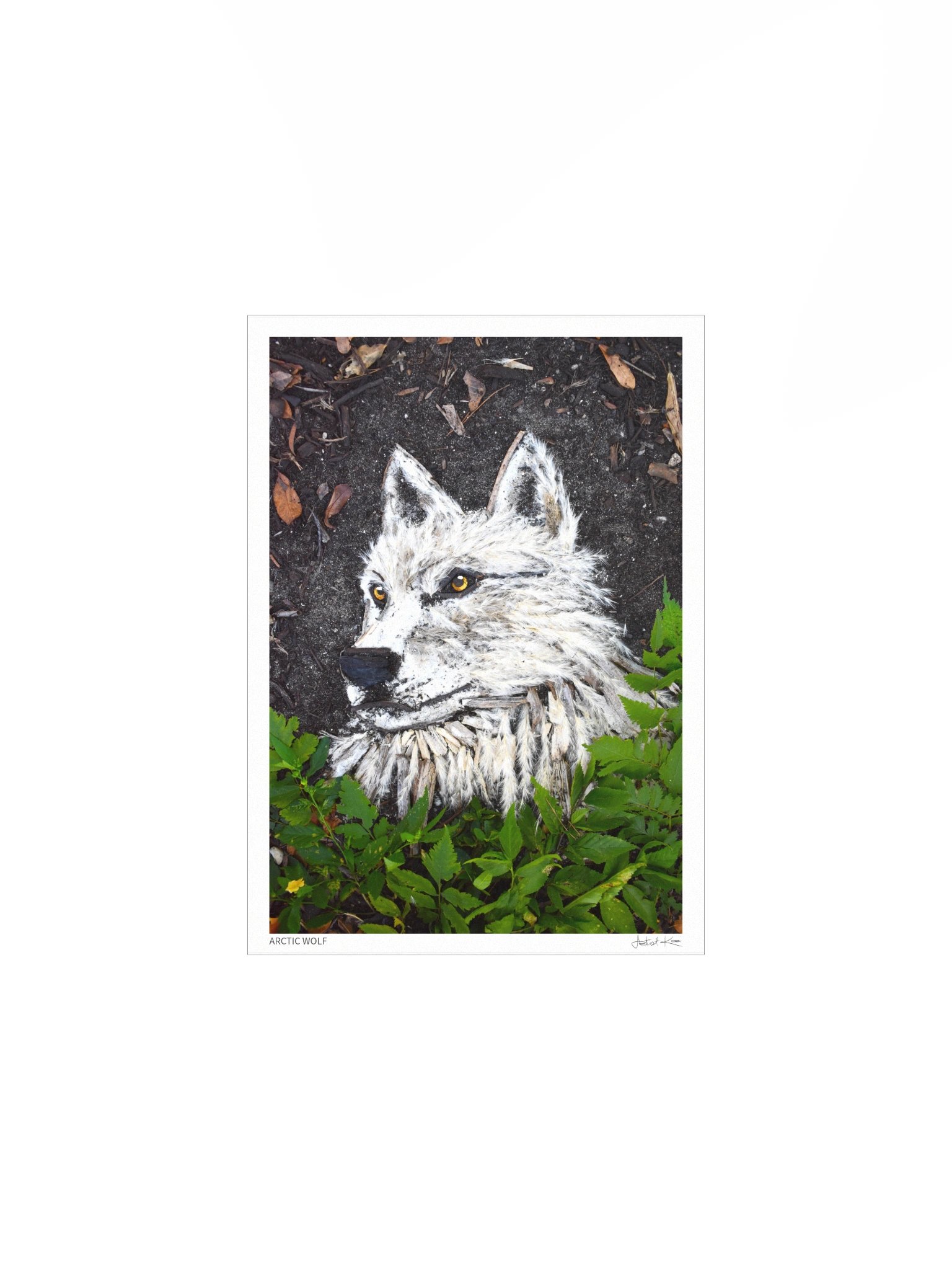 ARCTIC WOLF | Fine Art Print product image (2)