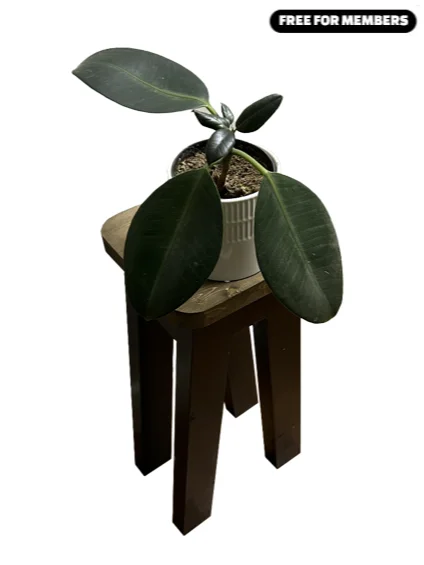 [Build Plans] Two Plant Stands From Three 2x4s product image (1)