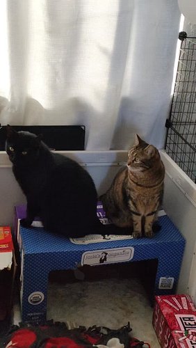Loki & Sasha 💕