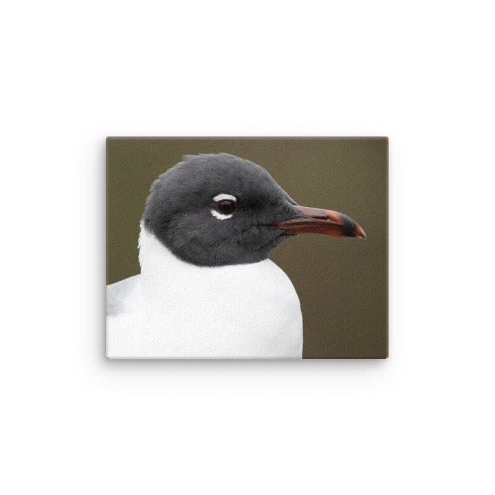 Photography: Laughing Gull portrait product image (4)