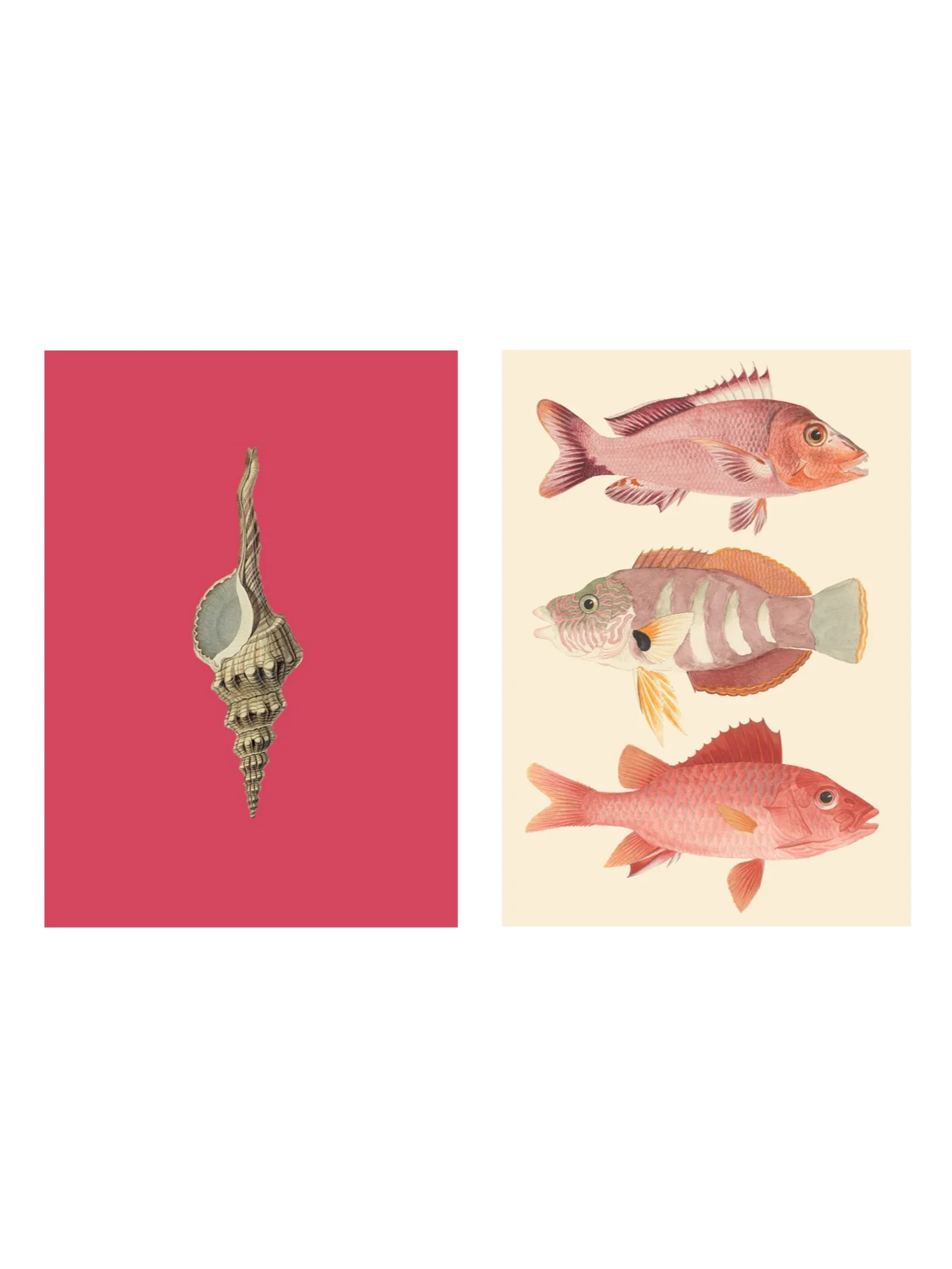 Shell and pink fishes product image (3)