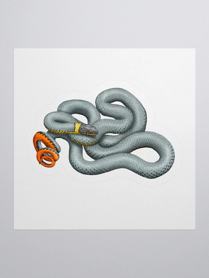Die-Cut Sticker – Regal Ringnecked Snake product image (1)