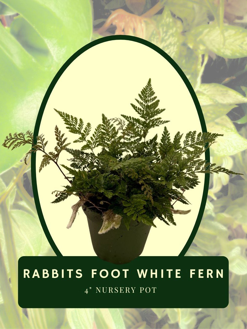 Rabbit Foot White Fern product image (1)