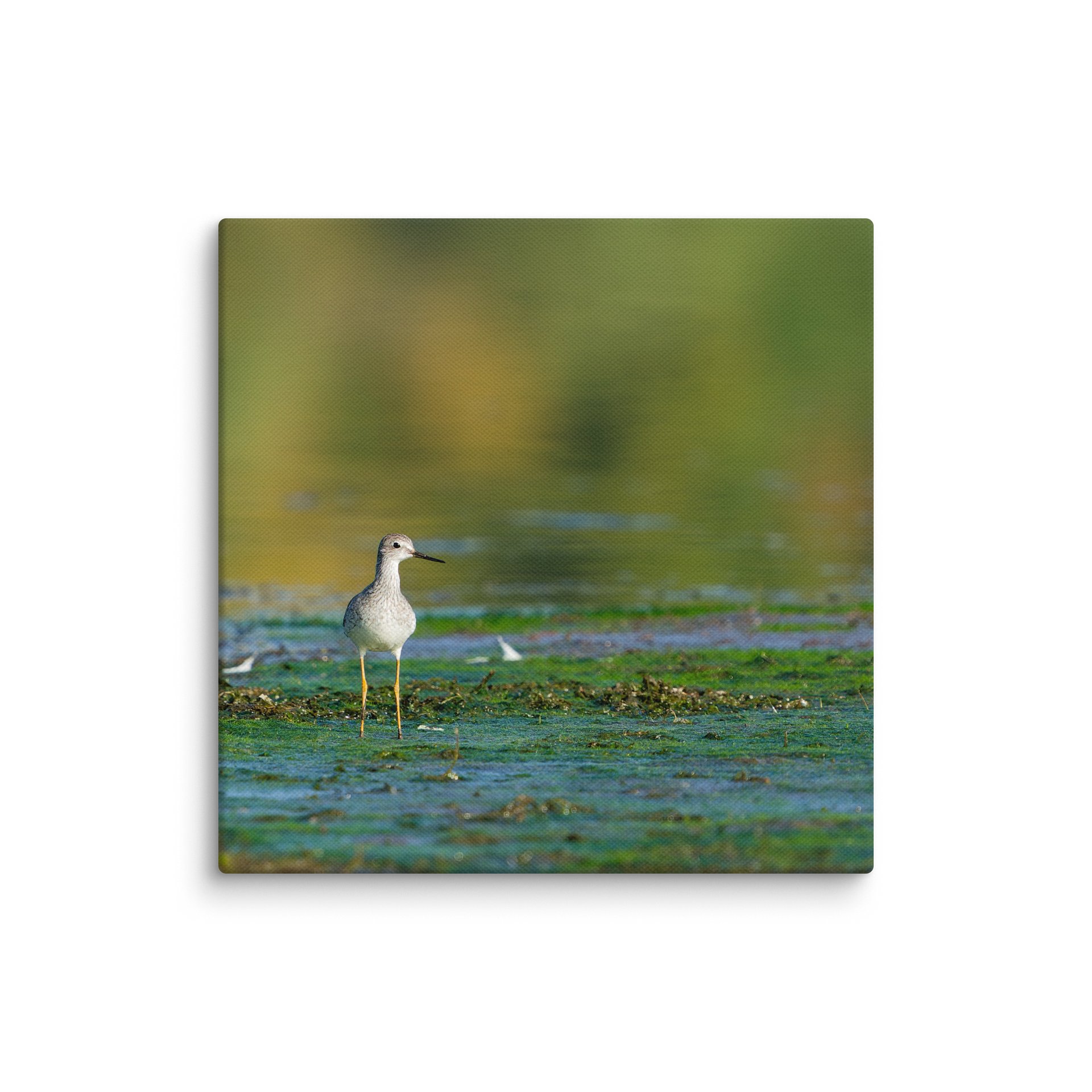 Yellowlegs in Green Algea product image (1)