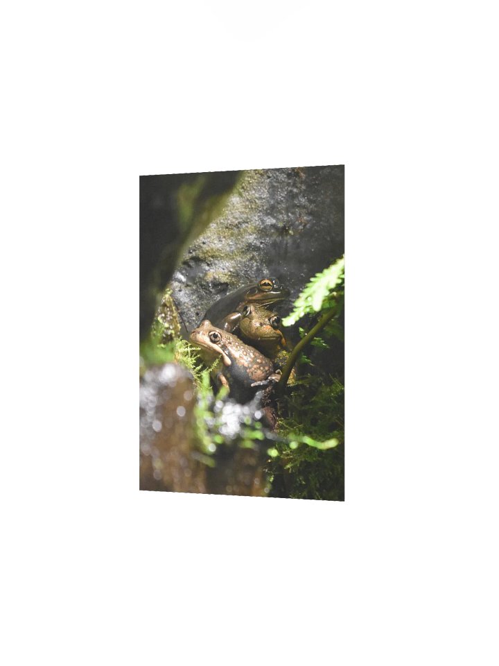 Frogs product image (2)