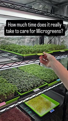 How much time does it actually take to grow and care for microgreens? 🤔

Most people assume it’s a big daily commitment. It’s...