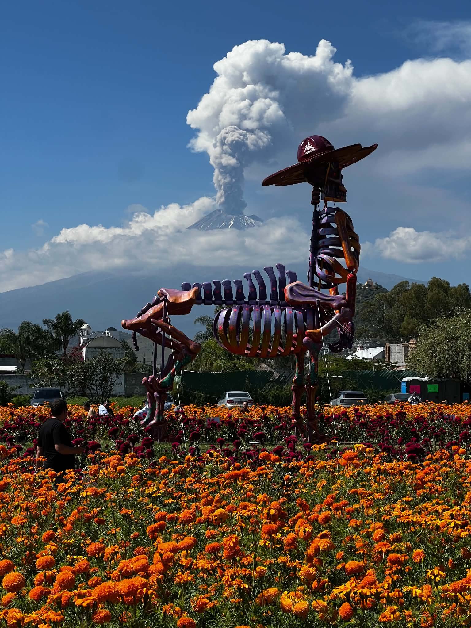 Tour. Campos de Cempasuchil y Valle de las Catrinas en Atlixco product image (1)